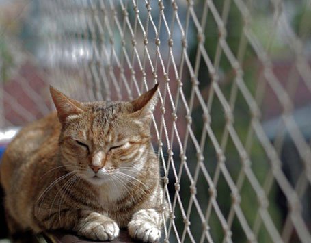 Redes de Proteção para gatos