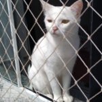 Redes de proteção são seguras para gatos