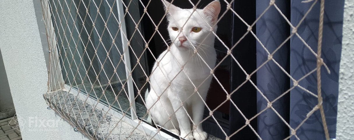 Redes de proteção são seguras para gatos